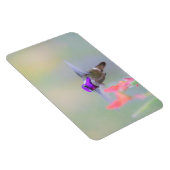 Magnet Flexible Colibri de Costa en approche (Côté Droit)