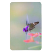 Magnet Flexible Colibri de Costa en approche (Vertical)