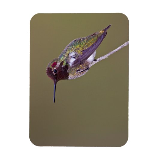 Magnet Flexible Colibri reposant (Vertical)