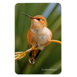 Magnet Flexible Colibri roux mignon perché sur une fleur