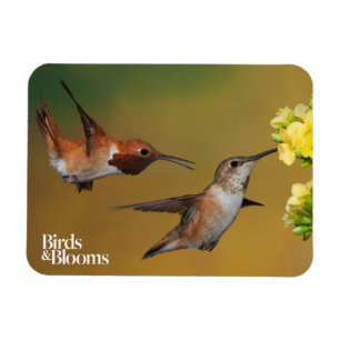 Magnet Flexible Colibri Rufous de flottement