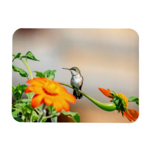 Magnet Flexible Colibri sur un plante à fleurs