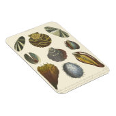 Magnet Flexible Collection Conchology (Côté Droit)