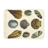 Magnet Flexible Collection Conchology (Horizontal)