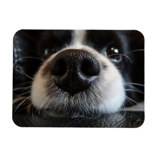 Magnet Flexible Collie Bordure Cute Nez Closeuse (Horizontal)
