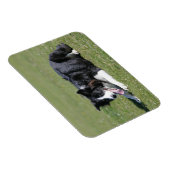 Magnet Flexible Collie Bordure Déposée (Côté Droit)