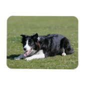 Magnet Flexible Collie Bordure Déposée (Horizontal)