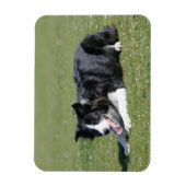 Magnet Flexible Collie Bordure Déposée (Vertical)