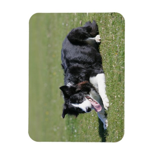 Magnet Flexible Collie Bordure Déposée (Vertical)