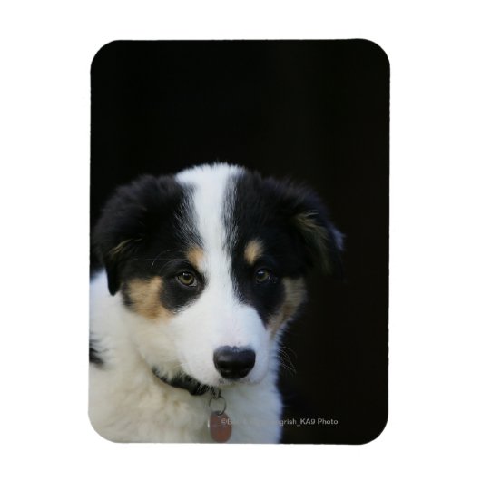 Magnet Flexible Collie Collie Puppy vieille frontière de 12 semain (Vertical)