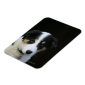 Magnet Flexible Collie Collie Puppy vieille frontière de 12 semain (Côté Gauche)