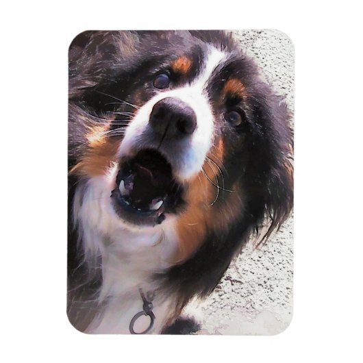 MAGNET FLEXIBLE COLLIE FRONTALIÈRE (Vertical)