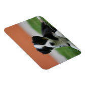 Magnet Flexible Collière vieille 6 semaines (Côté Droit)