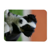 Magnet Flexible Collière vieille 6 semaines (Horizontal)