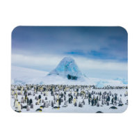 Colonie de l'empereur Penguin