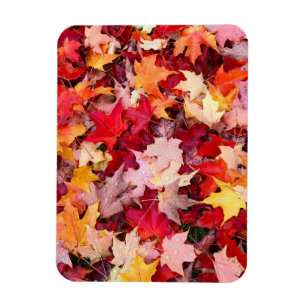 Magnet Flexible Colorful Autumn Leaves