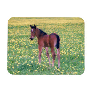 Magnet Flexible Colt dans le champ de Dandelion