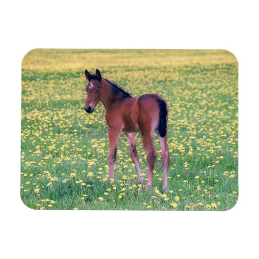 Magnet Flexible Colt dans le champ de Dandelion (Horizontal)