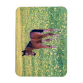 Magnet Flexible Colt dans le champ de Dandelion (Vertical)