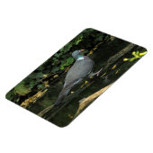 Magnet Flexible Columba palumbus (Côté Gauche)