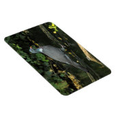 Magnet Flexible Columba palumbus (Côté Droit)