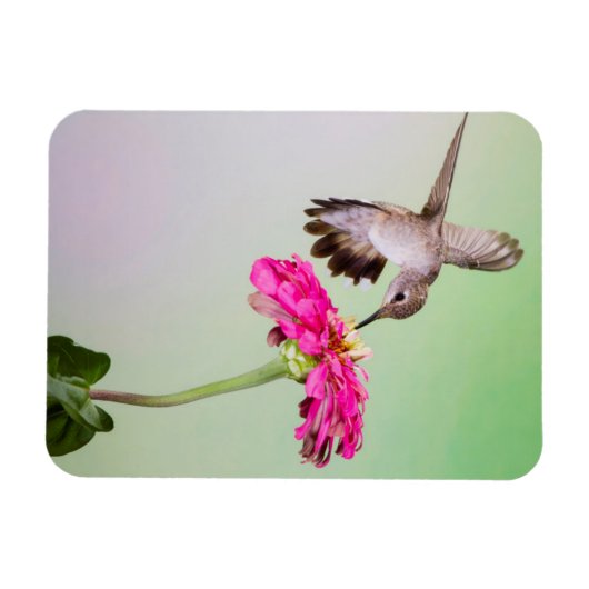 Magnet Flexible Comté de Jeff Davis, Texas (Horizontal)