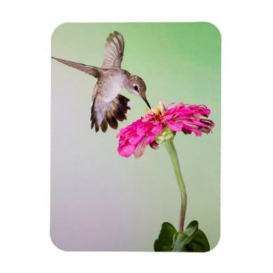 Magnet Flexible Comté de Jeff Davis, Texas