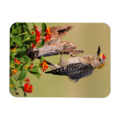 Magnet Flexible Comté d'Hidalgo, Texas. Pic à tête dorée (Horizontal)