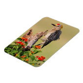 Magnet Flexible Comté d'Hidalgo, Texas. Pic à tête dorée (Côté Gauche)