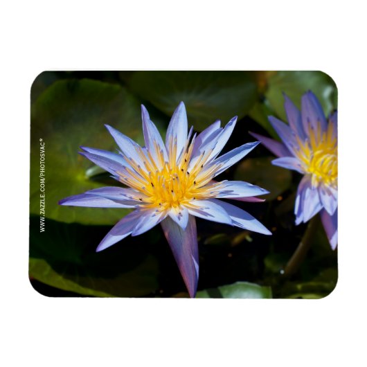 Magnet Flexible Conception botanique florale de nénuphar tropical (Horizontal)