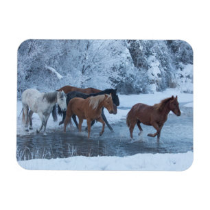Magnet Flexible Conduite de chevaux en hiver