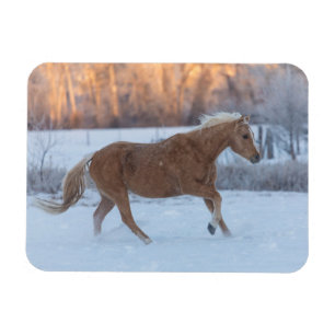Magnet Flexible Conduite de chevaux en hiver au Hideout Ranch