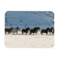 Conduite de chevaux en hiver au Hideout Ranch