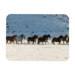 Magnet Flexible Conduite de chevaux en hiver au Hideout Ranch
