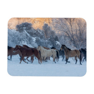 Magnet Flexible Conduite de chevaux en hiver au Hideout Ranch