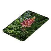 Magnet Flexible Cône de pollen de pin rouge (Pinus resinosa) (Côté Gauche)