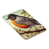 Magnet Flexible Connecticut State Bird American Robin (Côté Droit)