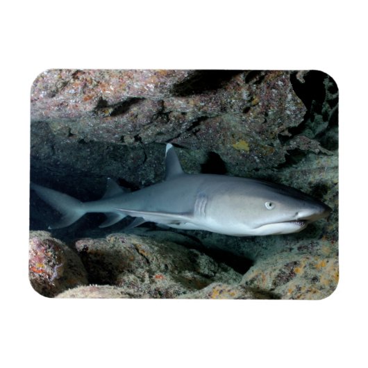 Magnet Flexible Conseil blanc Requin récif nager dans le corail (Horizontal)