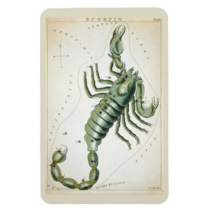Magnet Flexible Constellation Scorpio
