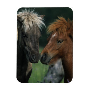 Magnet Flexible Contact miniature de chevaux