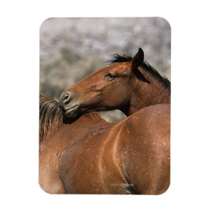 Magnet Flexible Contact sauvage de chevaux de mustang
