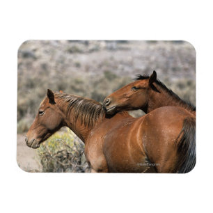 Magnet Flexible Contact sauvage de chevaux de mustang