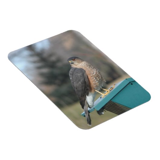 Magnet Flexible Coopers Hawk (Côté Droit)