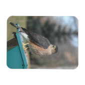 Magnet Flexible Coopers Hawk (Horizontal)