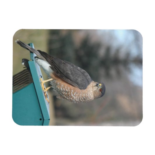 Magnet Flexible Coopers Hawk (Horizontal)