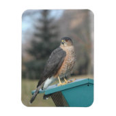 Magnet Flexible Coopers Hawk (Vertical)