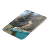 Magnet Flexible Coopers Hawk (Côté Gauche)