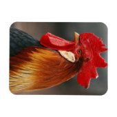 Magnet Flexible Coq domestique de basse-cour (Horizontal)