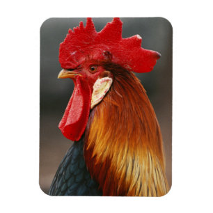 Magnet Flexible Coq domestique de basse-cour