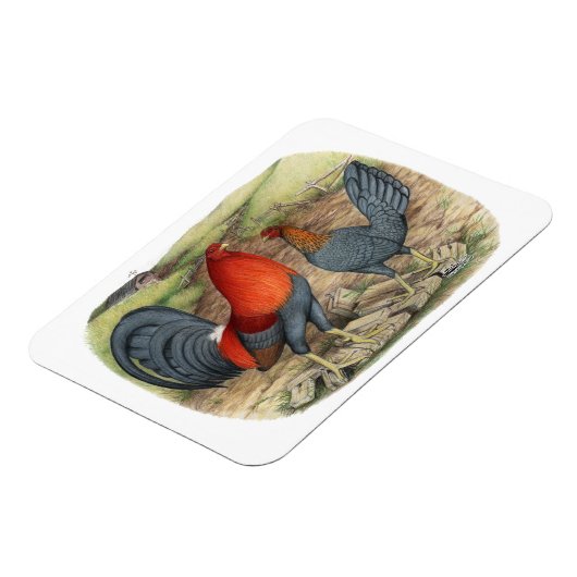 Magnet Flexible Coqs américains bleus rouges (Côté Gauche)